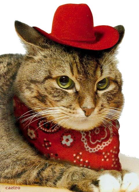 cat%20cowboy.jpg