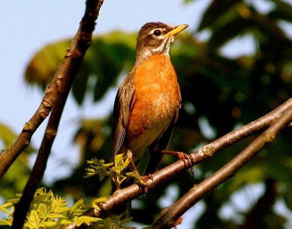 american_robin_tree.jpg