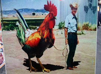 giant-rooster.png