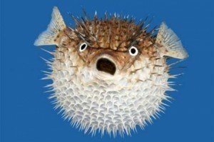 Size-of-a-Blowfish-300x199.jpg