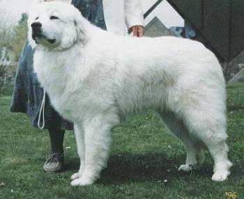 Great_Py_Majesta_Great_Pyrenees.jpg