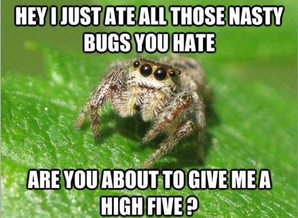 Spiders355.jpg