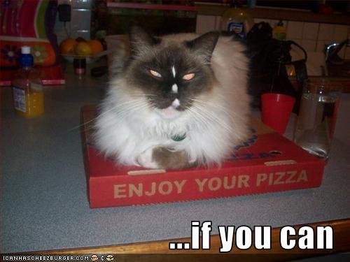 lolcat_funny-pictures-cat-hopes-you-enjoy-your-pizza.jpg