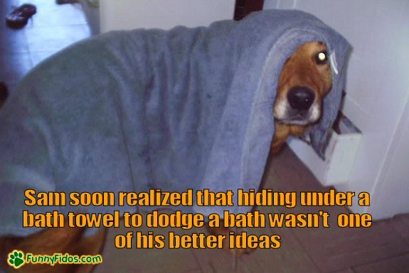 funny-dog-picture-hiding-from-bath.jpg