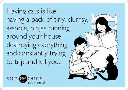 having-cats-someecards.jpg