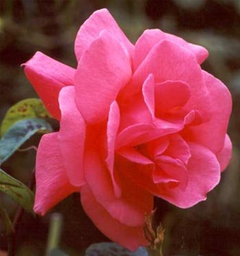 pink-garden-roses.jpg