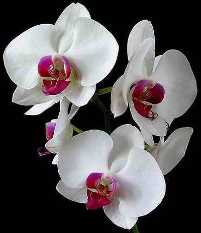summertime-orchids.jpg