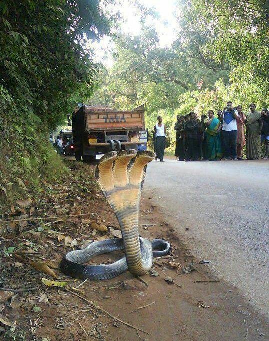Three-Headed-Cobra.jpg