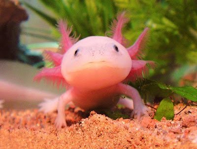Axolotl_Timothy004.jpg