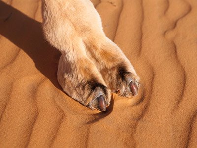camel+toe.jpg