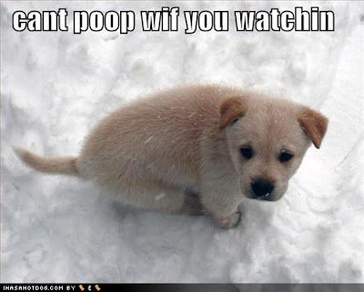 cute-puppy-picture-loldogs-cant-poop-wif-you-watchin.jpg