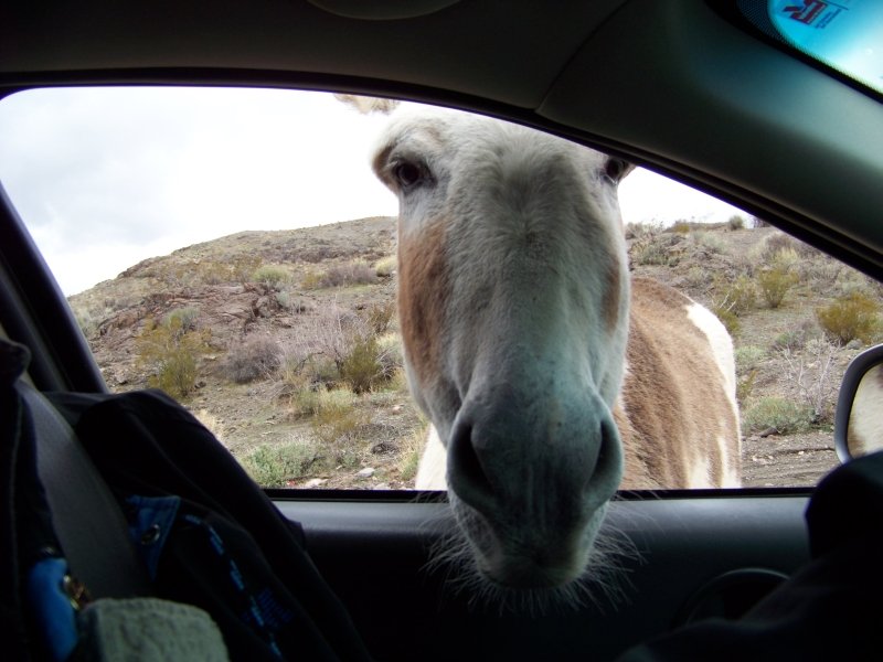 donkey-in-car01.jpg