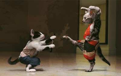 Funny+Cats+Fight+Wallpaper.jpg