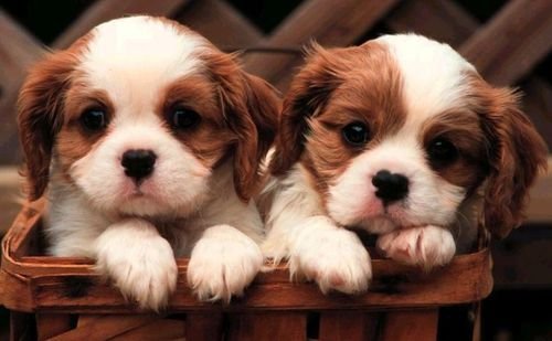 cute-puppies.jpg