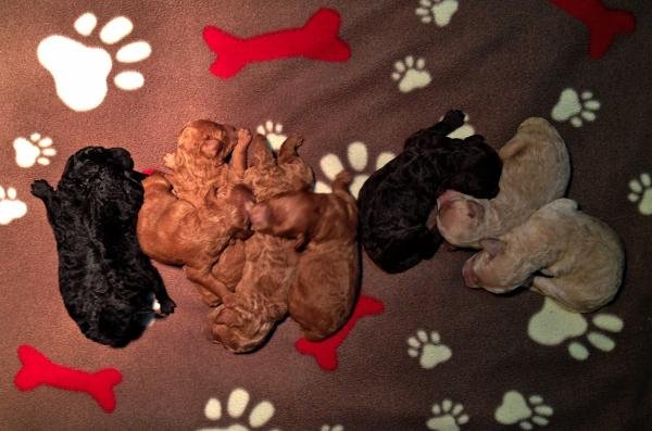 13.03.15Pennys_puppies_5_days_old.jpg