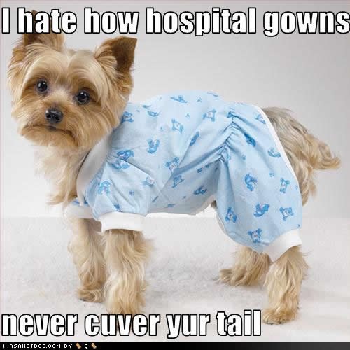 funny-puppy-pictures-hospital-gowns.jpg