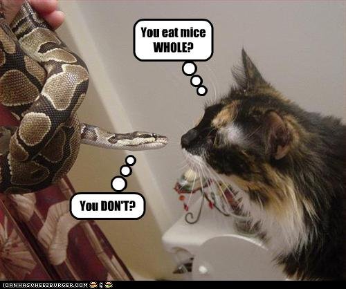 funny-pictures-cat-and-snake-discuss-mice.jpg