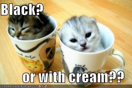 funny-pictures-kittens-coffee-cups.jpg