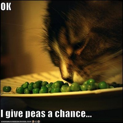 lol-cat-peas.jpg