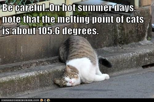 funny-cat-pictures-lolcats-be-careful-on-hot-summer-days-note-that-the-melting-point-of-cats-is-about-degrees.jpg