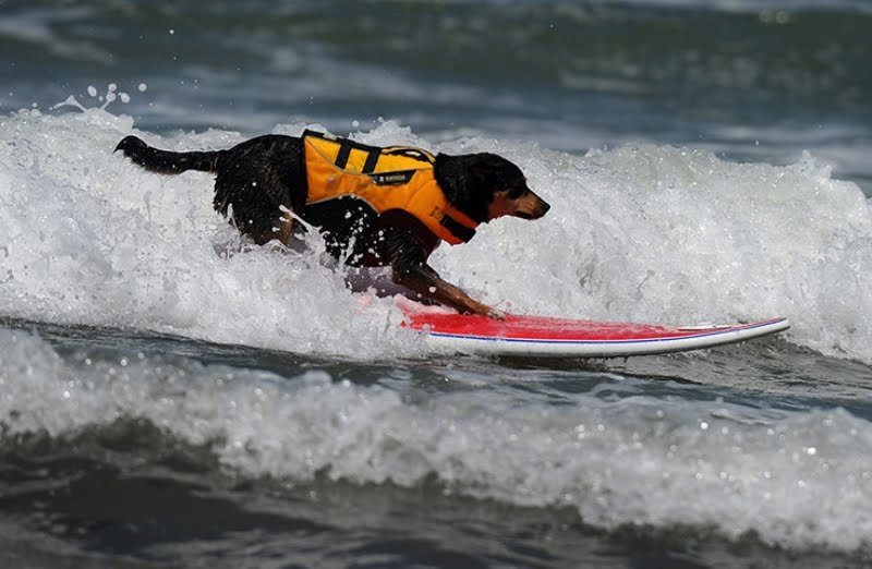 Surf-Dog-2011-1.jpg