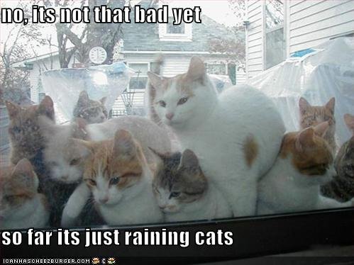 raining%2Bcats%2Blolcat%2Bkitten%2Bkitty%2Bfunny%2Bapril%2Bshowers.jpg