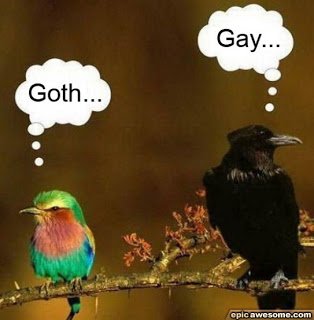 funny-birds.jpg
