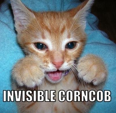 lol-cat-invisible-corn-cob.jpg