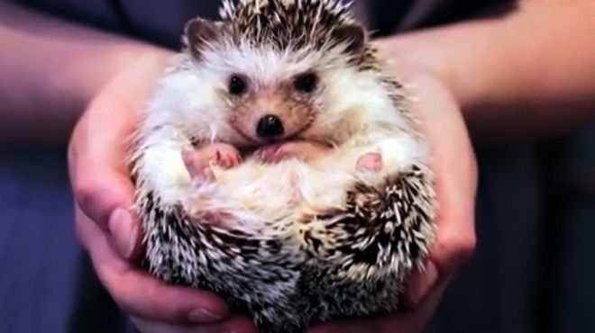 pet-hedgehog.jpg?ve=1
