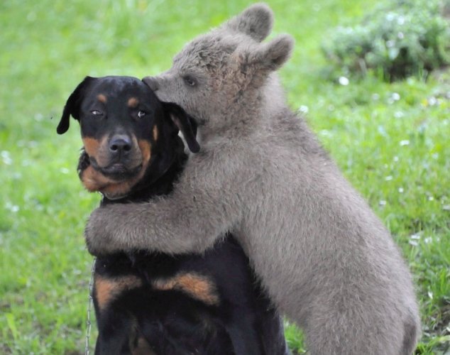 brown-bear-hugs-dog-slovenia.jpg