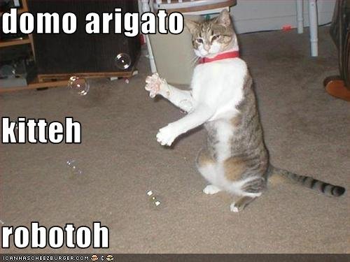 funny-pictures-cat-does-a-robotic-dance.jpg