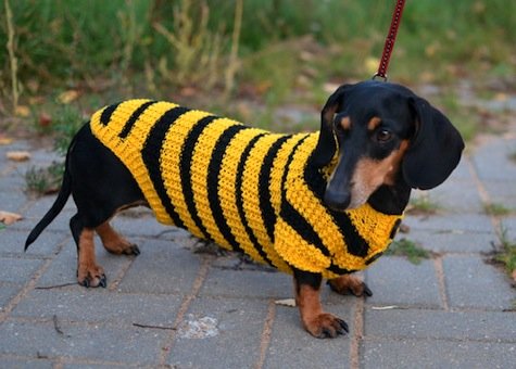 Dog-wearing-stripey-jumper.jpg