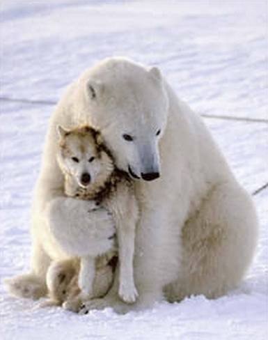 Death-hug-dog-funny-animals-Love-Animales-_-bear-perro-oso_large_large.jpg?1313017932