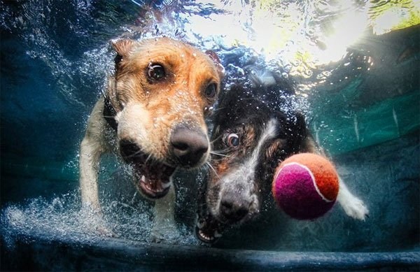 underwater-dog-photos.jpg
