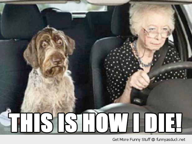 funny-scared-shocked-dog-car-old-woman-senior-citizen-driving-pics.png