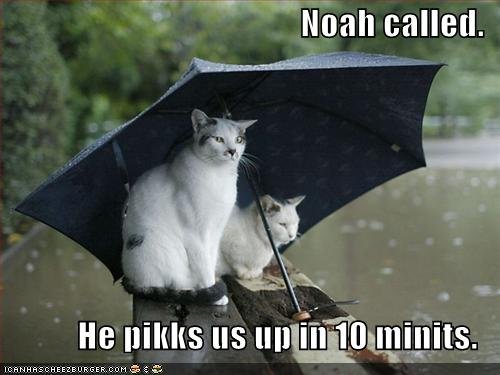 funny-pictures-cats-umbrella-rain-flood.jpg