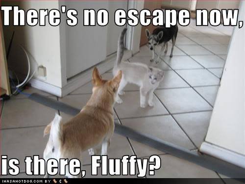 funny-dog-pictures-no-escape.jpg