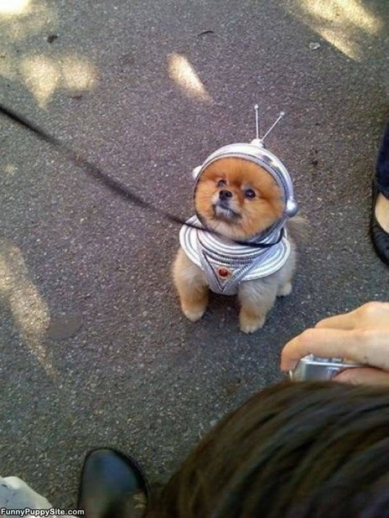 space_puppy.jpg