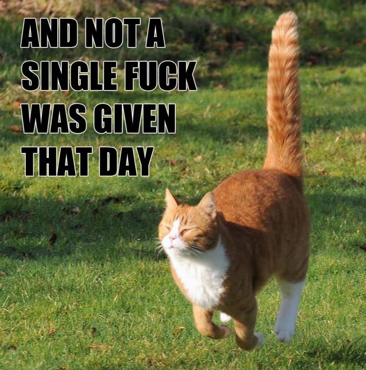 and-not-a-single-fuck-was-given-that-day-lolcat.jpg