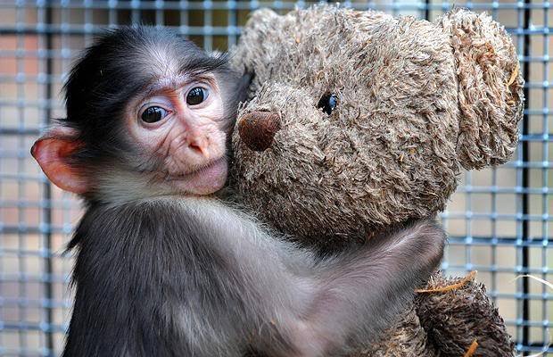 monkey-hug-bear_793959i.jpg