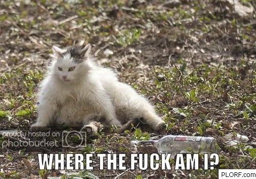 pic-drunk-lol-cat.jpg