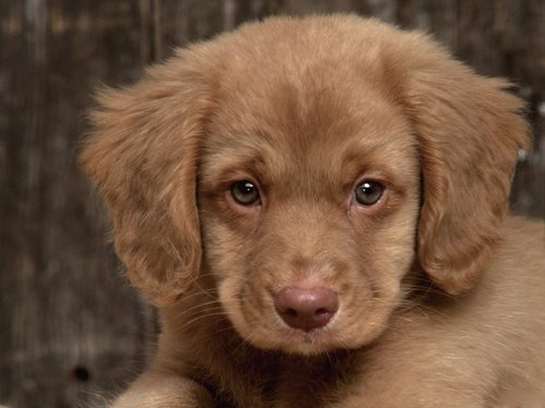 Sad-Puppy-puppies-9726248-500-375.jpg