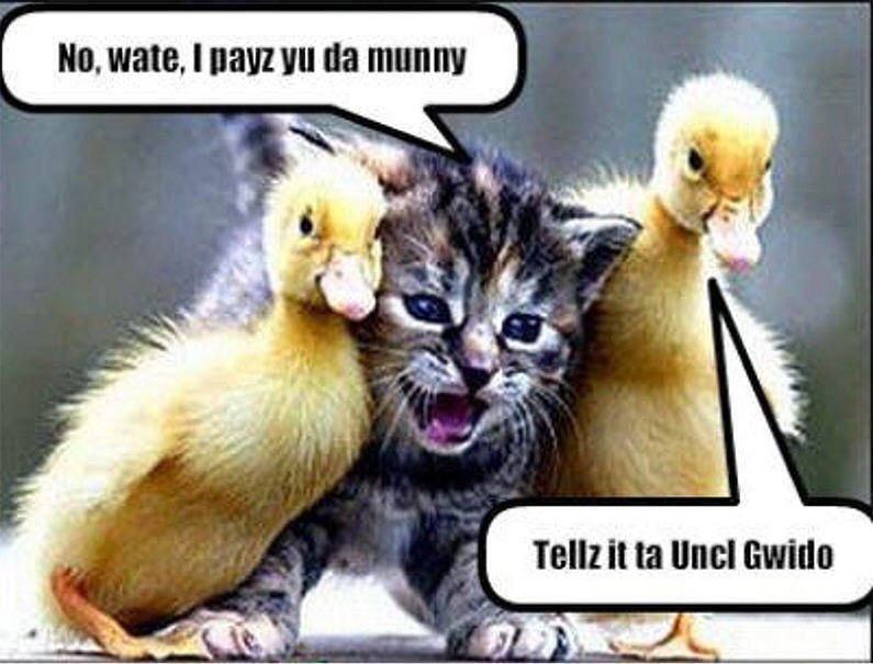 cat-bird-funny-animal-humor-19948692-795-605.jpg