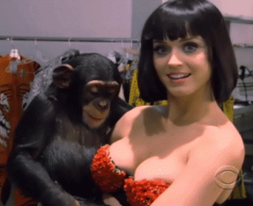 monkey-playing-Katy-perry-boobs-point-13657564091.gif