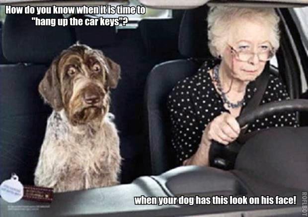 hump-day-funny-dog-photo-with-captions-time-for-grandma-to-stop-driving.jpg
