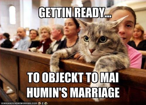 funny-pictures-cat-is-ready-to-object-to-your-marriage.jpg