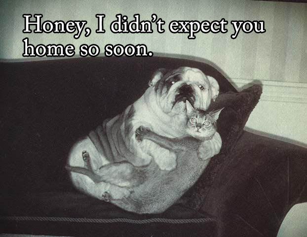 Funny-dog-cat-photo-with-captions-14-honey-i-didnt-expect-you-home-so-soon.jpg