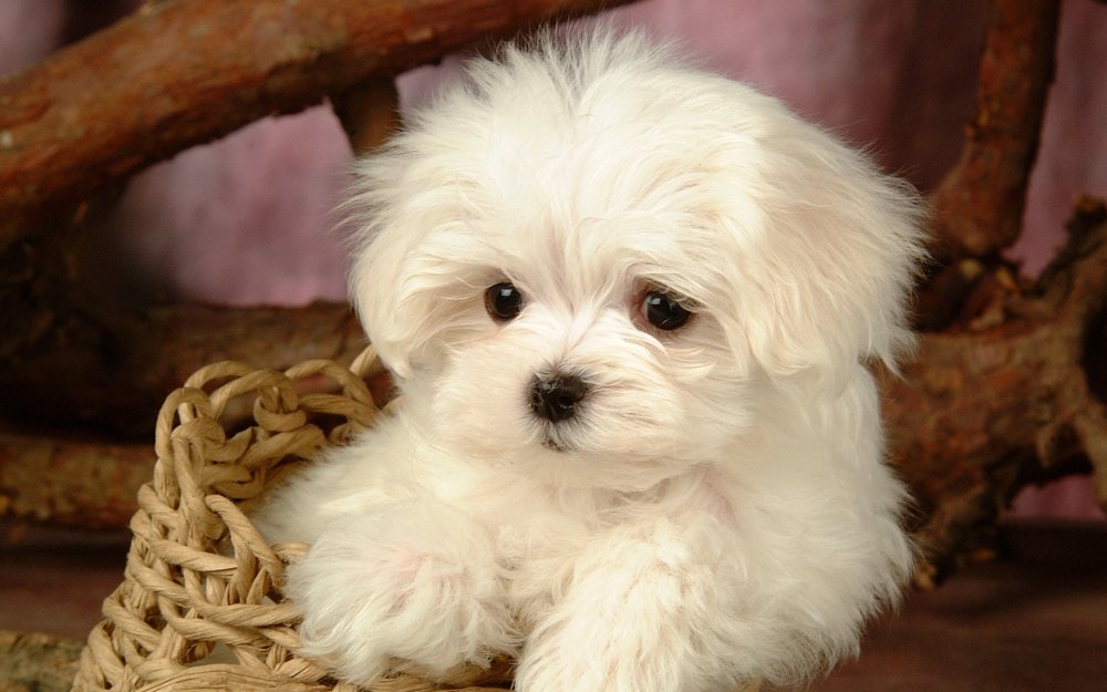 lovely_white_puppy_dog_83171.jpg