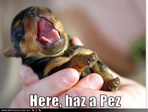 cute-animal-lol-pez-puppy-yawn-Favim.com-192309.jpg