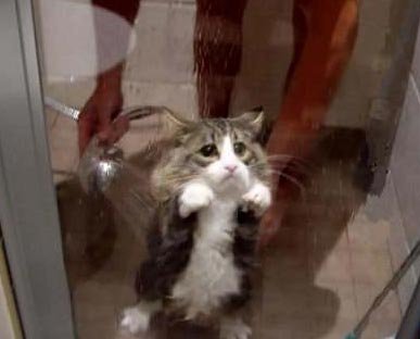 cat-shower.jpg